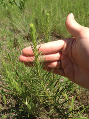 Liatris punctata mucronata