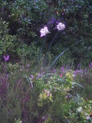 Allium ericetorum
