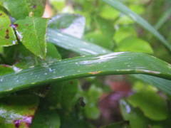 Allium ericetorum