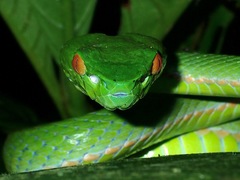Trimeresurus sabahi