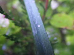 Allium ericetorum