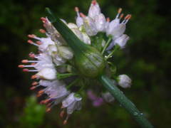 Allium ericetorum