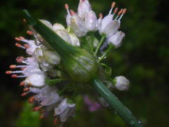 Allium ericetorum