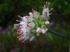 Allium ericetorum