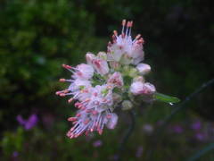 Allium ericetorum