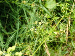 Aceria galiobia