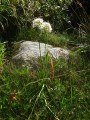 Allium ericetorum