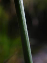Allium ericetorum