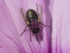 Usia