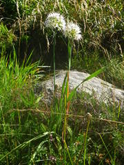 Allium ericetorum