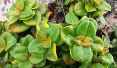 Logania crassifolia