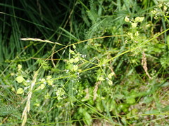 Aceria galiobia