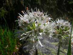 Allium ericetorum