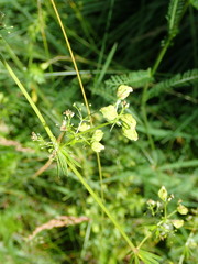 Aceria galiobia