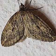 Chesias isabella