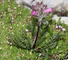 Pedicularis rosea