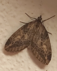 Chesias isabella