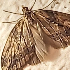 Chesias isabella