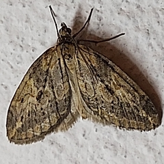 Chesias isabella