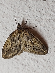 Chesias isabella