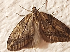 Chesias isabella