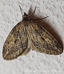 Chesias isabella