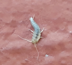 Lepisma