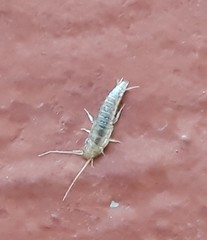 Lepisma