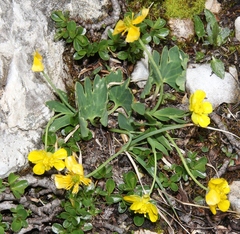 Ranunculus hybridus