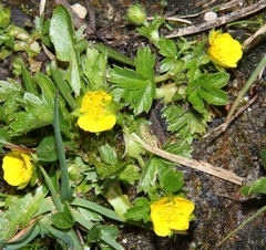 Potentilla brauniana