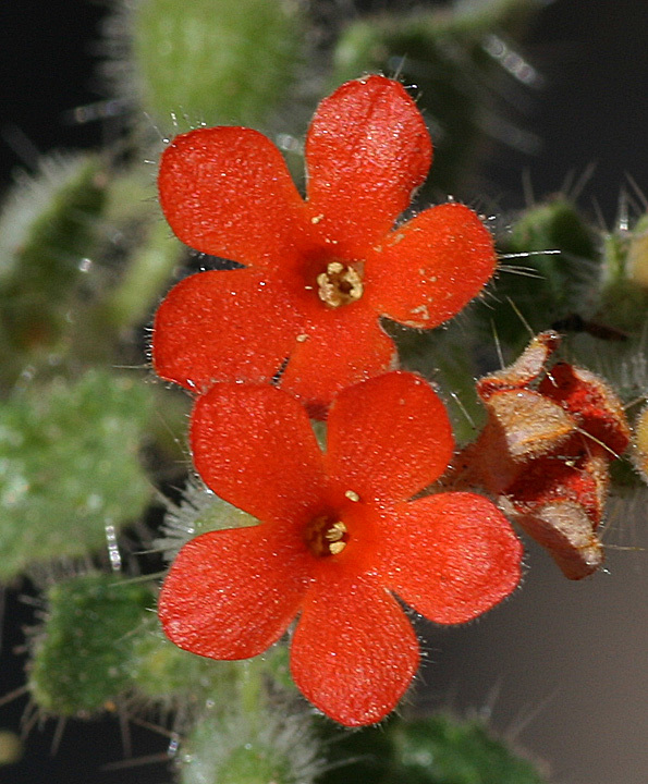 Eucnide aurea