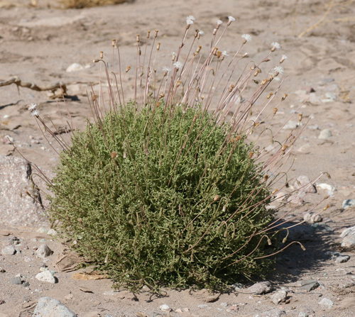 Hofmeisteria fasciculata