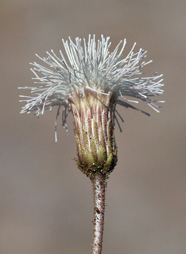 Hofmeisteria fasciculata