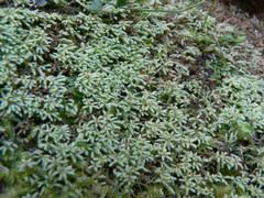 Philonotis scabrifolia