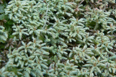 Philonotis scabrifolia