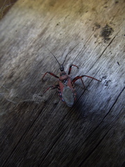 Rhynocoris