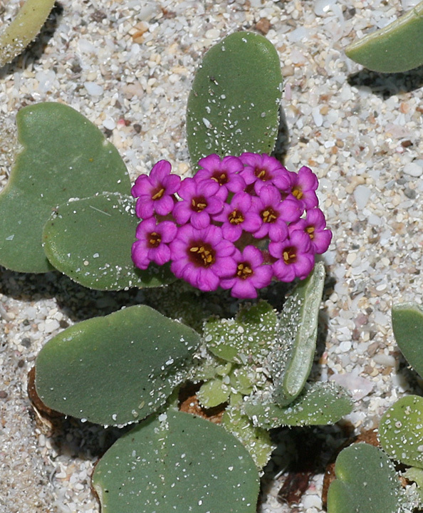 Abronia maritima
