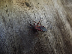 Rhynocoris