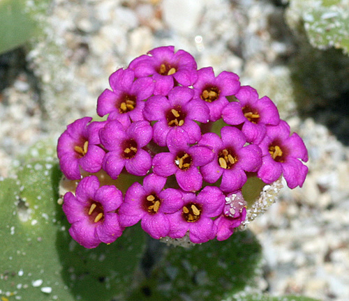 red sand-verbena