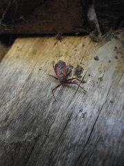 Rhynocoris