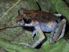 Leptobrachium