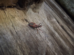 Rhynocoris