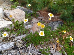 Sieversia pusilla