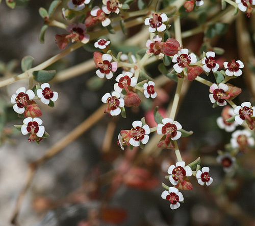 Euphorbia polycarpa var. johnstonii