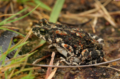 Poyntonophrynus fenoulheti