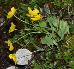 Ranunculus hybridus