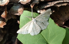 Perconia strigillaria