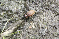 Carabus regalis
