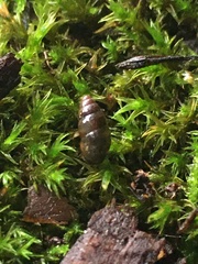 Cochlicopa