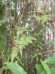 Davallia trichomanoides